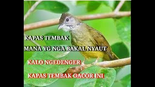 Download lagu Suara burung kapas tembak gacor pilihan para juri sensasional Durasi panjang mp3 Download lagu Suara burung kapas tembak gacor pilihan para juri sensasional Durasi panjang mp3