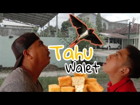 tahu-walet