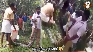 Download lagu King Cobra Raksasa ini Ditemukan Warga di Kebun // Penemuan² Ular yang Menghebohkan Warga mp3