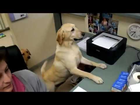 Funcionários fiéis pra cachorro