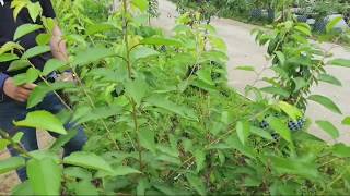 ㅡ체리재배 성공의길ㅡ   체리나무 유목 관리.전정시기  ( 아~하~~)