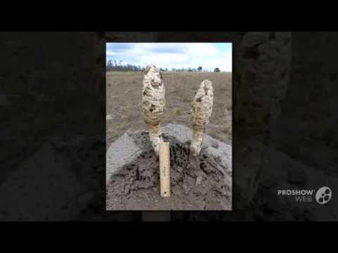 Podaxis beringamensis - fungi kingdom