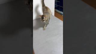 撫でられたいらしい猫 #shorts