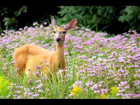 mostafa naguib natural.wmv