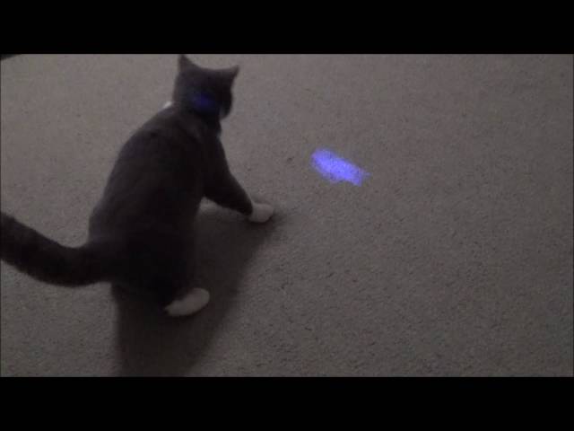 猫のおもちゃにオススメ！LEDポインター（ネズミ型）