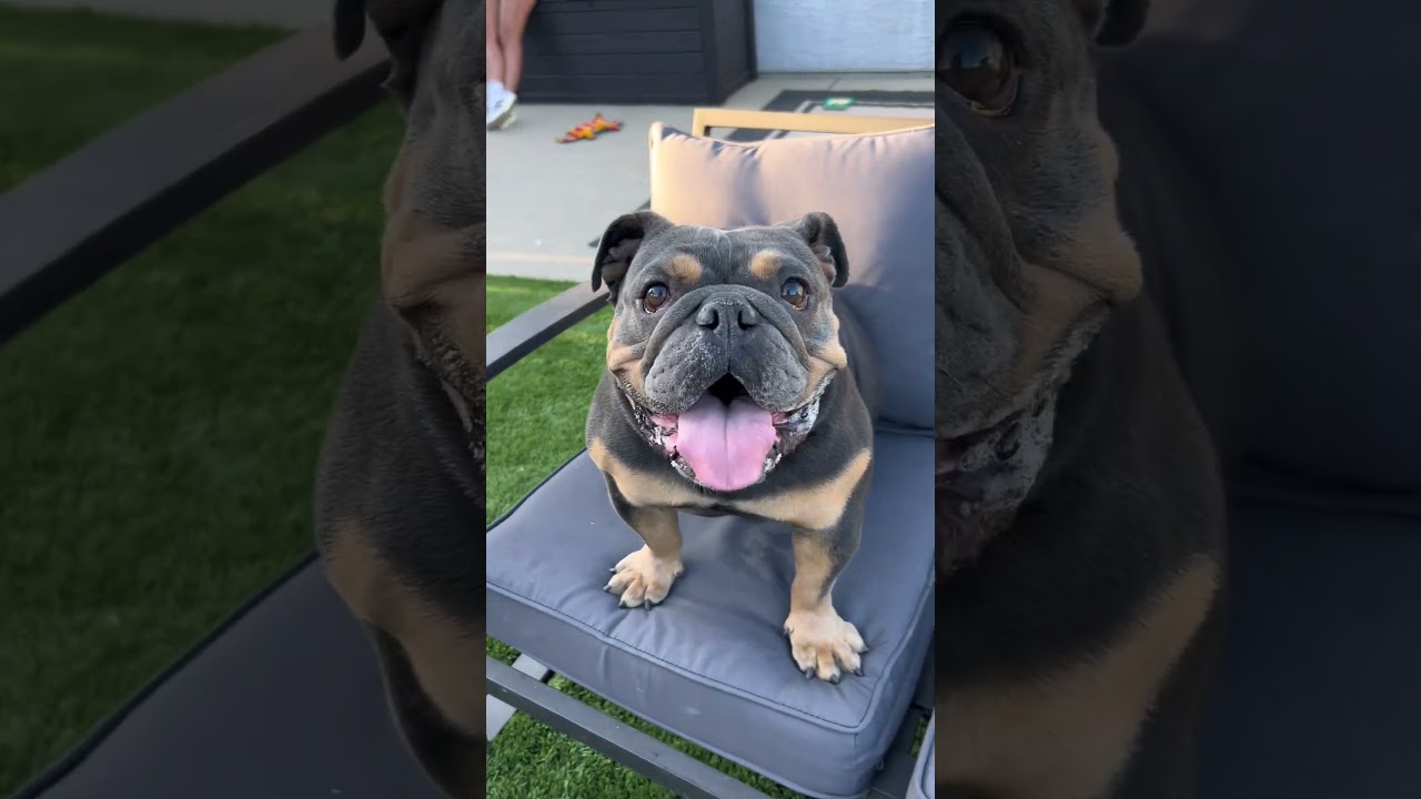 Enlarge Eloise, a Adoptable English Bulldog in Citrus Heights, CA video 6/6