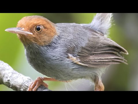 Tiếng chim sâu đầu đỏ mồi - tiếng chim sâu đầu đỏ - sâu đầu đỏ hót - Tieng Hot TV