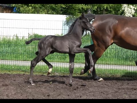 *2021 Hengst von Taurus - San Amour SOLD!!!