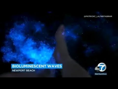 Bioluminescent waves captured on camera along Newport Beach coast | ABC7