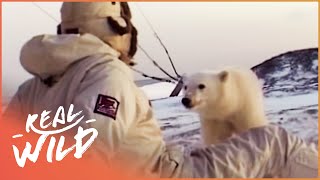 Polar Bear Cub Wants To Befriend Humans | Wild Things Shorts