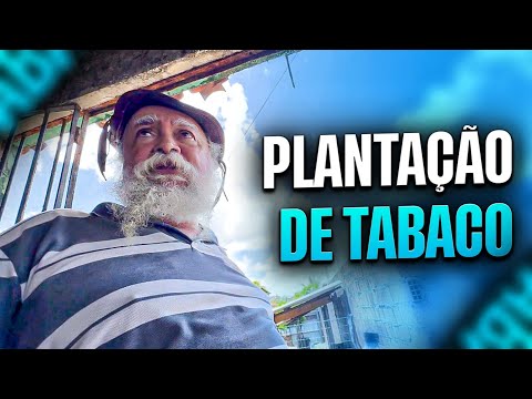 LUIZ DO SOM QUER FAZER UMA PLANTAÇÃO DE TABACO NO SÍTIO | LUIZ DO SOM 