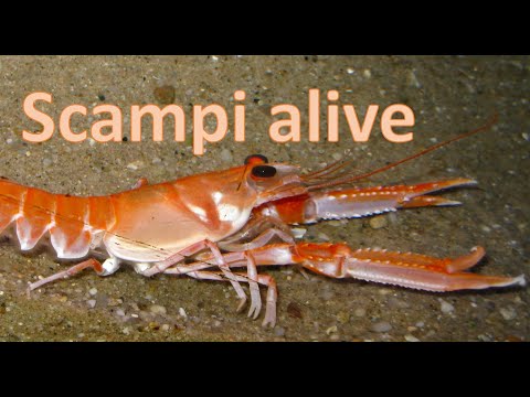 Scampi or Langoustine: ALIVE