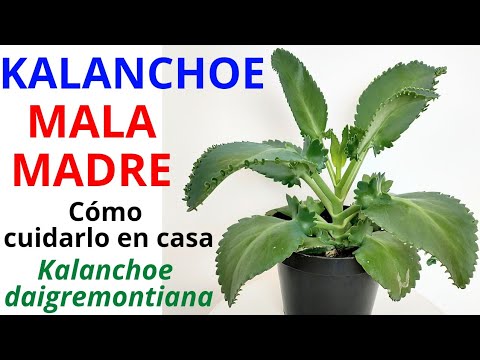 , title : 'PLANTA KALANCHOE MALAMADRE, Planta Aranto'