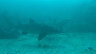 Muchos tiburones Grey Nurse en Byron Bay