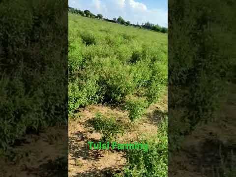 Green dried tulsi leaves, 100 kg, pp bag