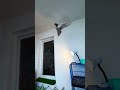 SILVER ROOM TUMBLER ROLLER PIGEON BREED ❤️🕊️ #pigeon #pigeonlaver #bird #kabootarloft05 #kabootar
