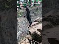 A zoo in China is denying that its bears are people dressed in costumes.