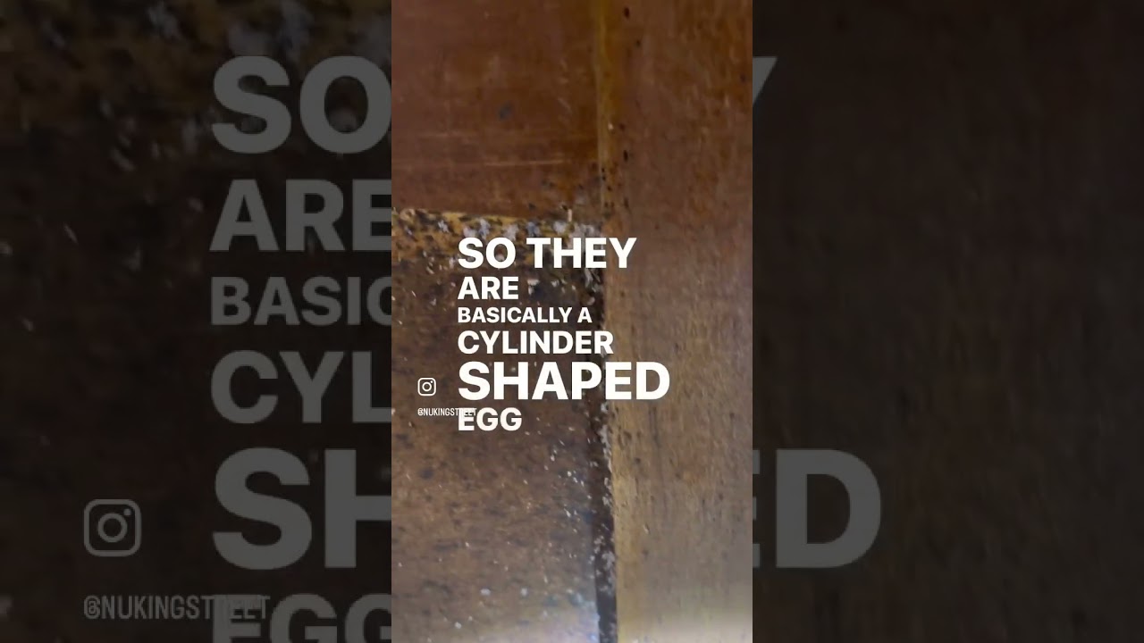 What do bed bugs eggs look like? #nukingstreet