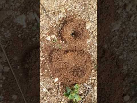 Micro Climate: Minor Ants!