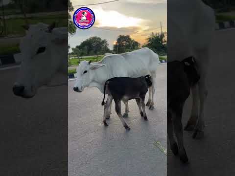 लगा के आग दौलत में, हमने ये शौक पाले हैं, हम गौ रक्षा वाले हैं, जनाब हम गौ रक्षा वाले हैं। 