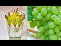 Simple Method Propagate Grape Tree With Water | Growing Grape Tree At Home 100 % success