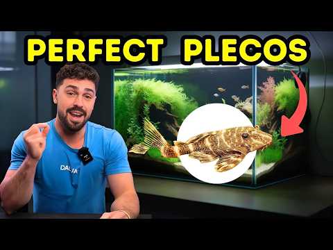 Bristlenose pleco — kompletný návod pre začiatočníkov