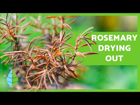 YouTube video about: Why do you plant rosemary by your garden gate?