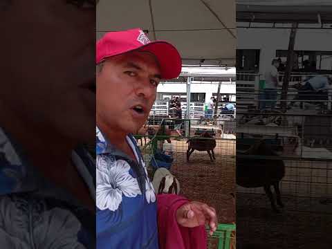 criadores de Santa Quitéria presentes no fest berro de Tauá sertão dos inhamuns ceará