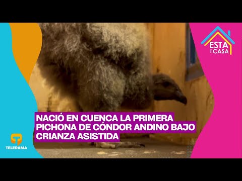 Nació en Cuenca la primera pichona de Cóndor Andino bajo crianza asistida