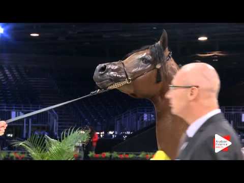 N.109 NASHMI AL HAWAJER - Paris 2015 - Colts 2-3 years old (Class CM5 B)