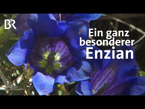 Die Isar als Taxi: Wie Enzian & Co bis München kommen | Schwaben & Altbayern | BR