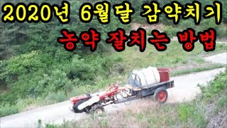 감나무재배방법 감6월달약과 약치는방법에대해서 이야기