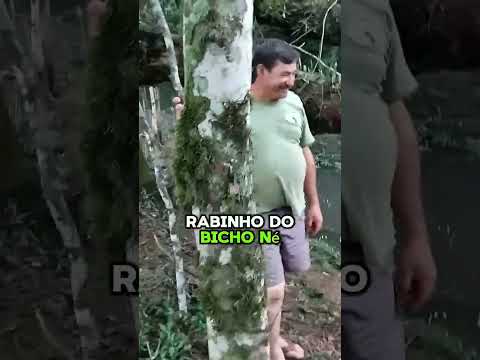 Paraná Temporal Tornado Ciclone ChuvaForte