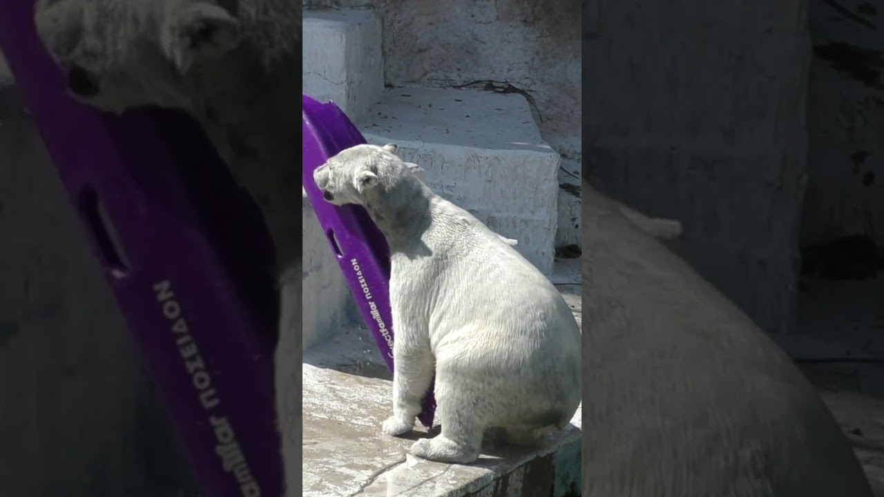 ホウちゃん　カヤック大好き！最後にはチュ！#天王寺動園#ホウちゃん#ホッキョクグマ#シロクマ