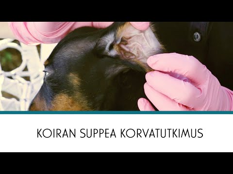 , title : 'Vetsy | Koiran suppea korvatutkimus'