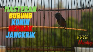 Download lagu KONIN ISIAN JANGKRIK SAMBUNG NEMBAK CIBLEK DAN CILILIN mp3