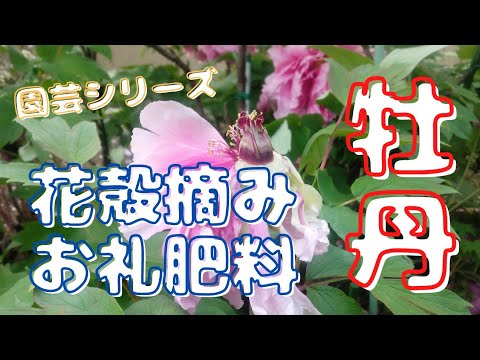 牡丹の肥料：春に適用する最も効果的な天然物は次のとおりです。  庭園