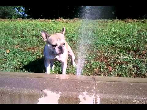 Peteke contra aspersores del parque