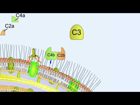 Inflammation animation Steps of inflammatory response Shomu s Biology