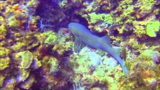 preview picture of video '2014 Belize Vacation - Randy and Cheryl Foreman - Scuba Diving Video'