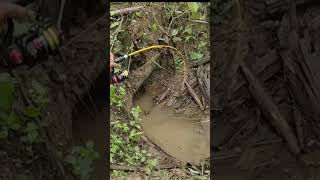 Download lagu MEGALODON PURBA RAWA KALIMANTAN..!!! mp3