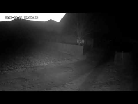 Wilk pod domem okolice Nowego Tomyśla