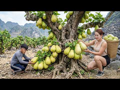 Harvesting Many Bonsai Chayote Fruits to Sell | 90 Days After Flowering and Fruit Set