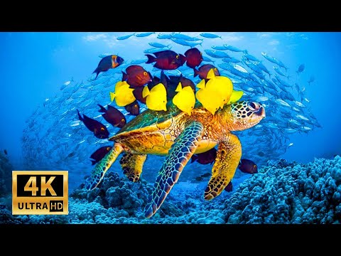 11 HOURS of 4K Underwater Wonders + Relaxing Music  Coral Reefs & Colorful Sea Life