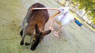 Pelicans are the WEIRDEST and FUNNIEST Birds in the World 🐦⬛🤣