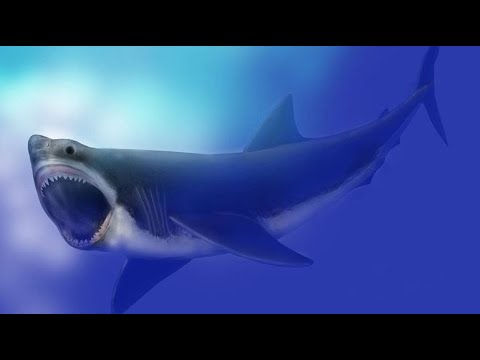 DOCUMENTAIRE HD 2024 | Mégalodon, le requin géant