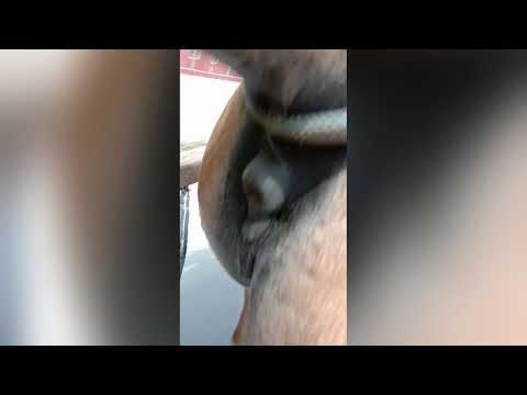 Kalesa Memes Video🐎🐎😂🤣