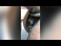 Kalesa Memes Video