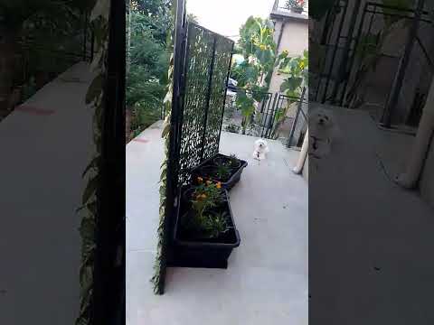 Apatmani Tivat Music (centar), privatni smeštaj u mestu Tivat, Crna Gora - Video
