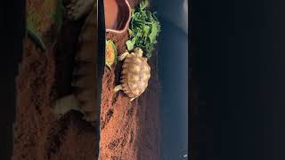 New Title: Sheldon the Tortoise